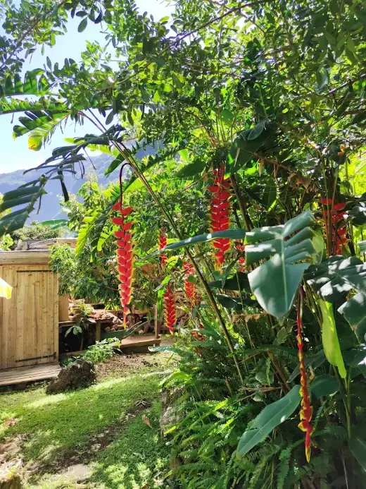 Héliconias rouges et jaunes dans le jardin des Mimosas, remparts en arrière-plan